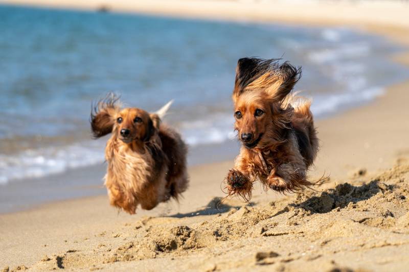 Hond op strand Callantsoog